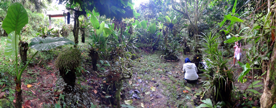 menelisik kekayaan hayati Taman Eden