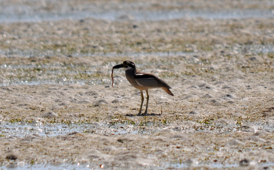 burung wontong atau burung gosong berburu cacing di pasir