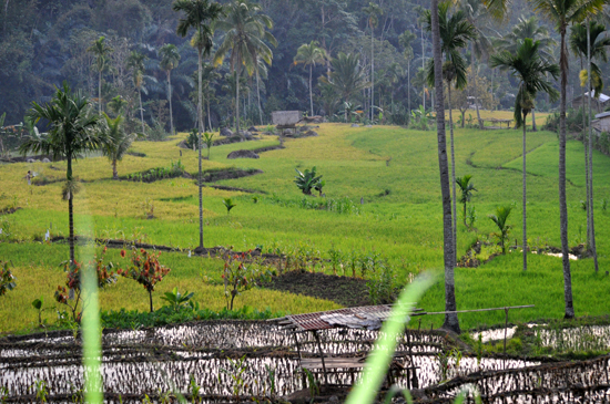 Pagi di desa Renggarasi 