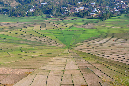 lingko dibagi ke dalam kotak-kotak lodok