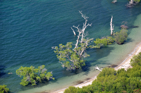 eksotika ranting dan dahan