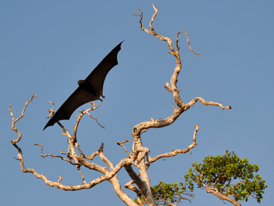 Kalong terbang di antara ranting pohon