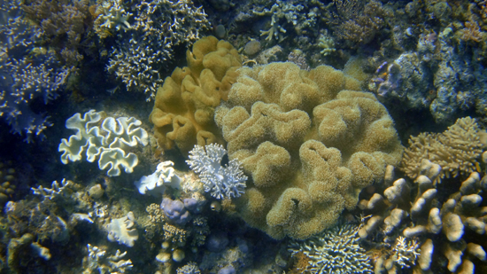 dunia bawah laut Taman Laut 17 Riung