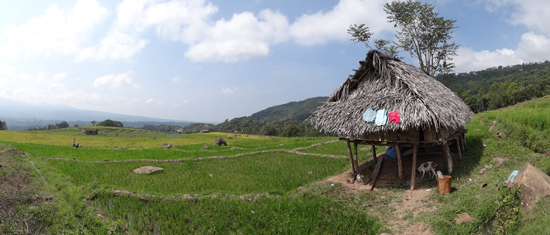 ijo royo-royo pemandangan di Manggarai