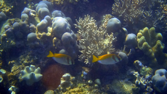 biota laut aneka warna khas Indonesia timur