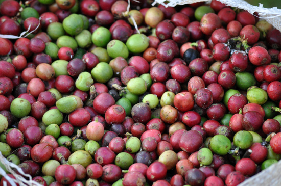 kopi - komoditas Wae Rebo