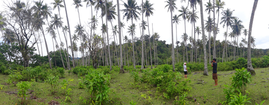 vegetasi kebun kelapa