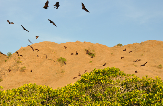 Pulau Kelelawar - Taman Nasional Komodo