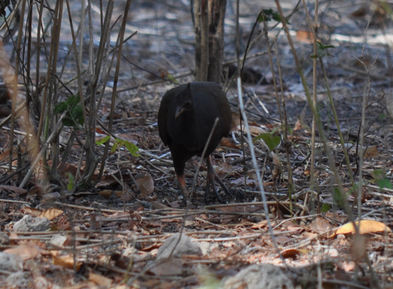 Burung Maleo (Macrocephalon maleo)