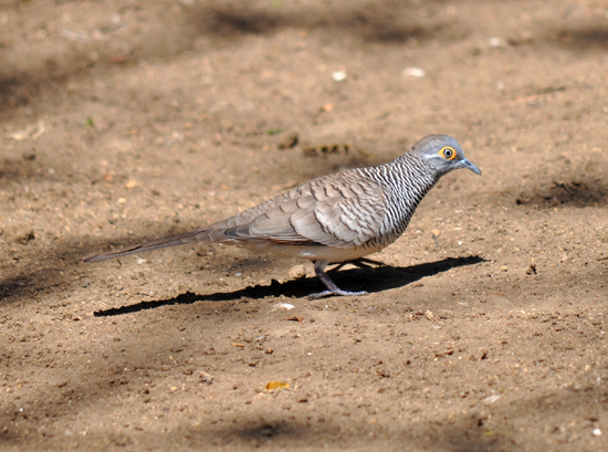 Perkutut jawa (Geopelia striata)