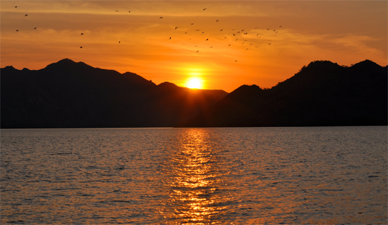 menjelang senja kelelawar berterbangan mencari makan