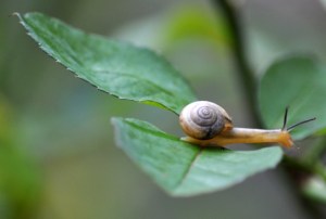 siput di atas daun mawar