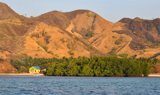 hijau di antara sabana keemasan