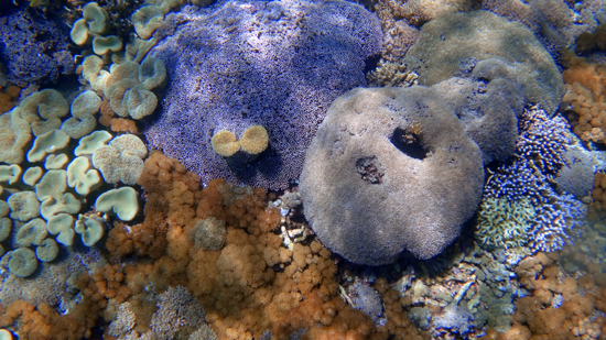 soft coral warna-warni di Karang Makassar