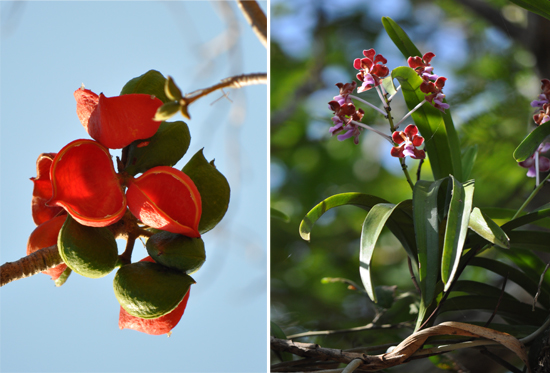 buah pala (kiri) ; anggrek (kanan)