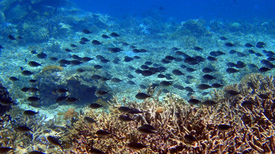 dunia bawah laut Karang Makassar
