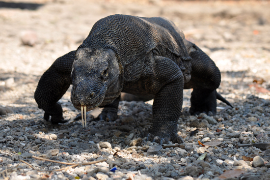 melihat langsung komodo