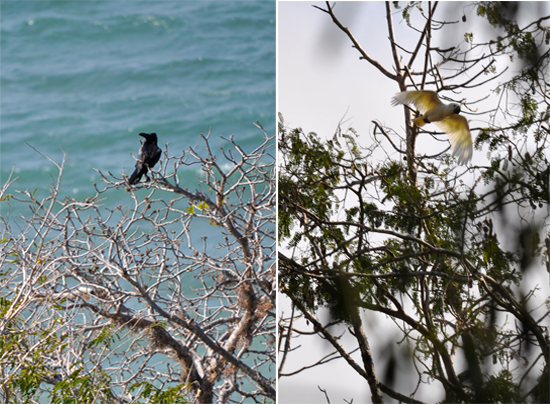 Gagak kampung (Corvus macrorhynchos) ; Kakaktua  jambul kuning (Cacatua sulphurea)