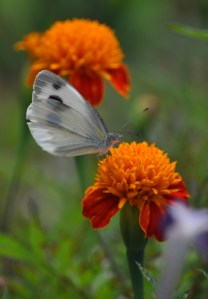 memilih di antara dua