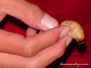 Rhynchophorus ferruginenus, ulat sagu kaya protein