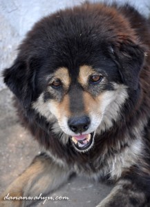 anjing liar di jalanan Durbar Mar