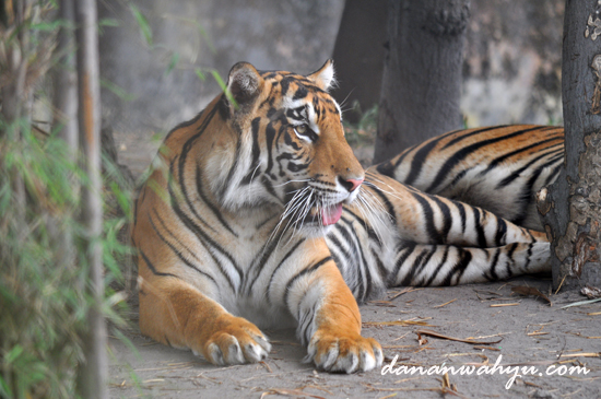Peter, Harimau Sumatra 