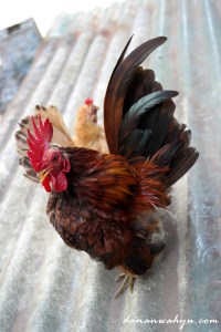 ayam peliharaan Pak Jasim