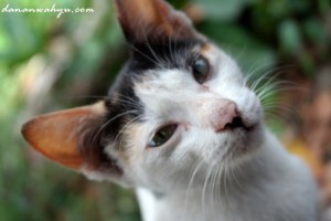 kucing peliharaan Pak Jasim