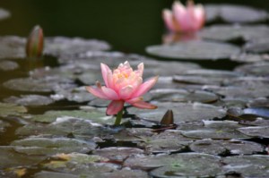 bunga teratai di kolam