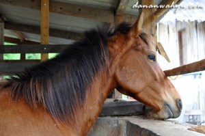 kuda di rumah rusa