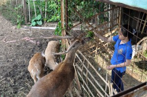 aktivitas paling diminati anak-anak - memberi makan rusa