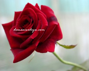 dapat juga mawar merah