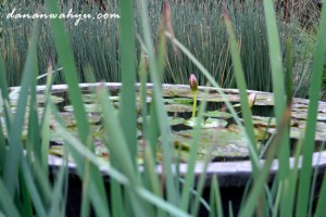 teratai di balik ilalang