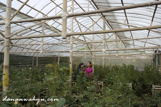 kebun bunga mawar di dekat Kavling Stroberi