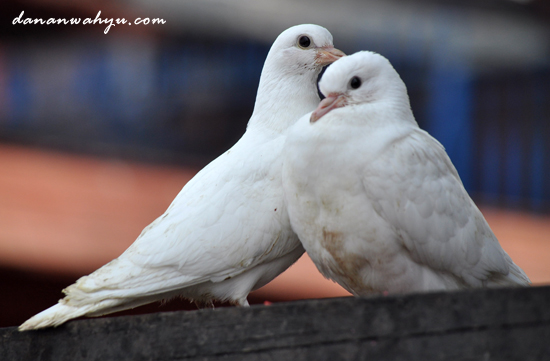 Merpati Oh Merpati