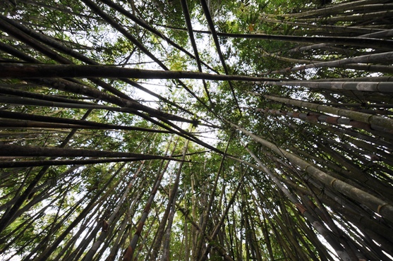 hutan bambu menjadi tempat istirahat favorit