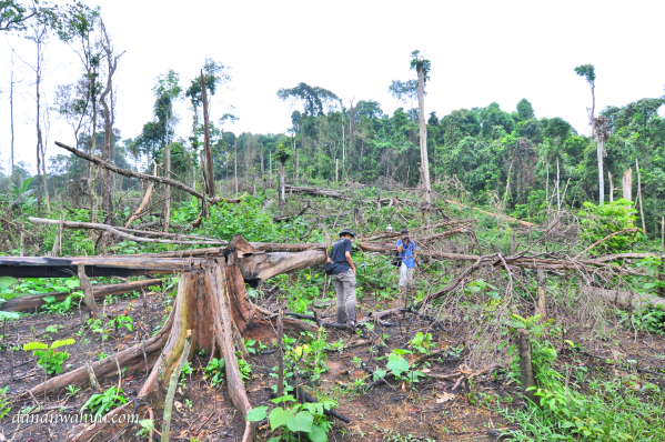 lembah penuh dengan sisa penebangan pohon