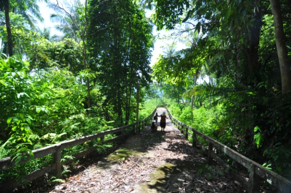 pengalaman menyusuri hutan tropis di Sikuai