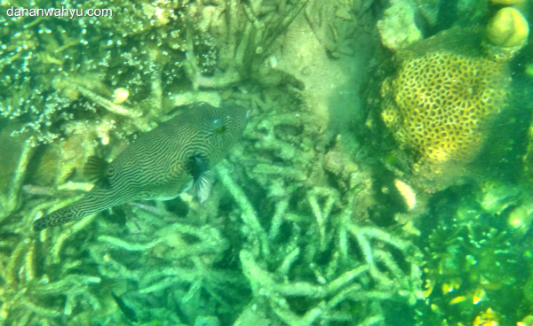 kedatangan disambut ikan buntal