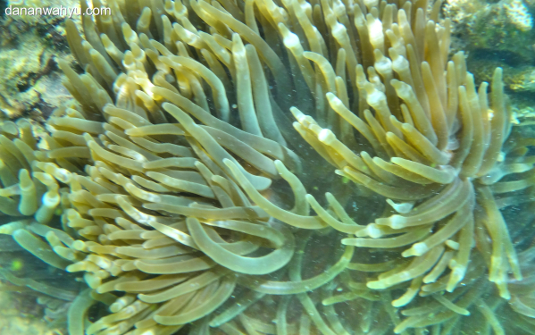 anemon tanpa clownfish