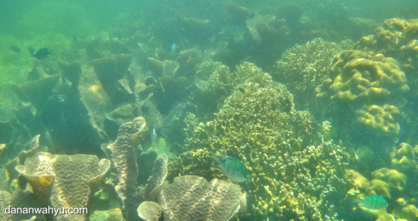 pesona dunia bawah laut Batu Mandi