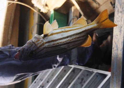 hasil lumayan ,  ikan ketimun saja