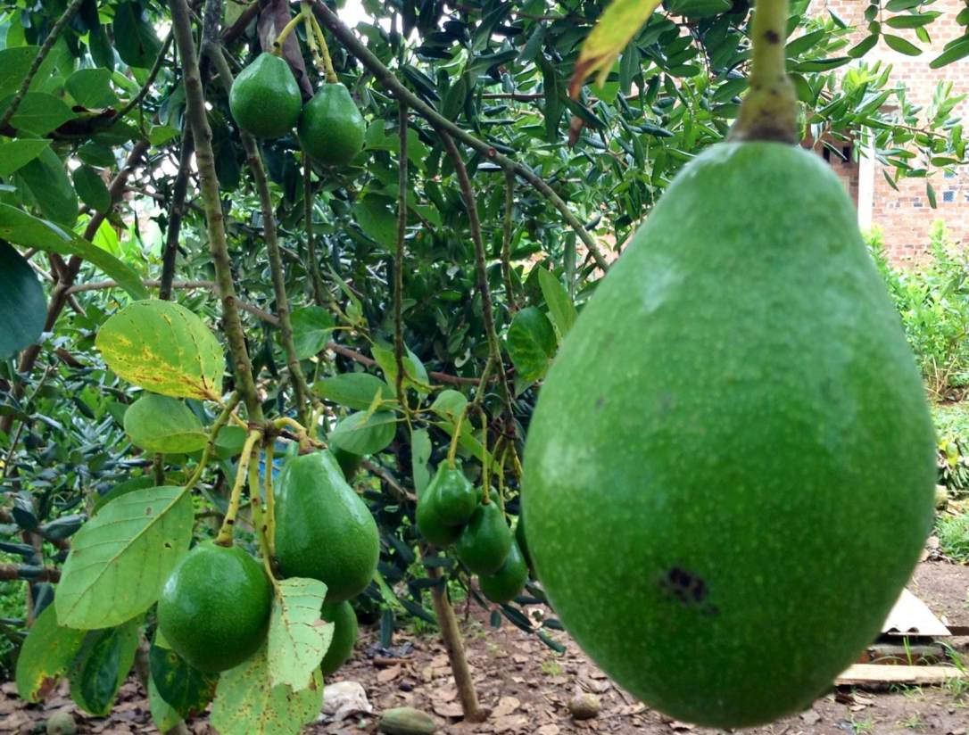 buah alpukat di kebun ibu