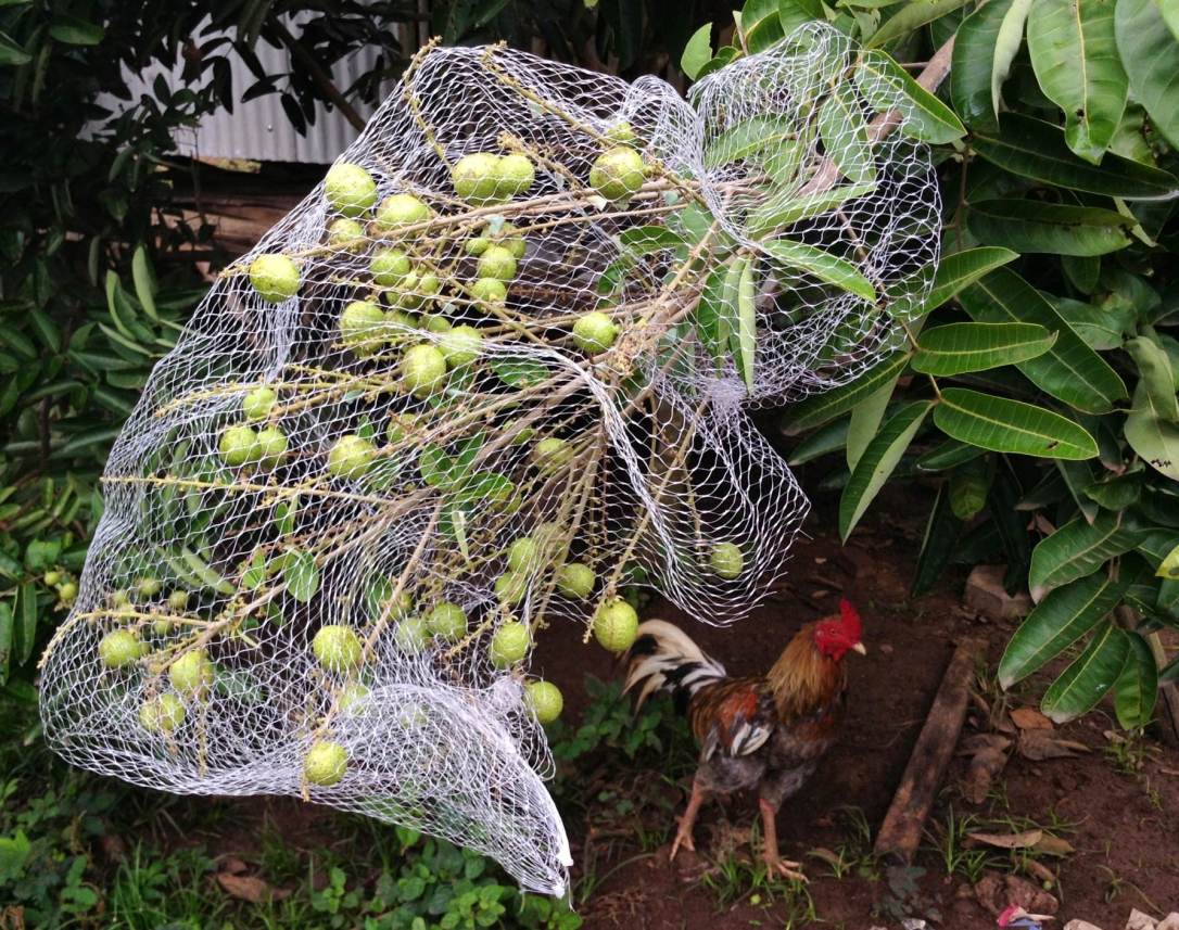 pohon kelengkeng dan ayam peliharaan Ibu