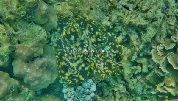 biota laut Tanjung Putus
