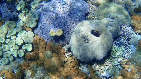 terumbu karang warna-warni di Karang Makassar - Taman Nasional Komodo