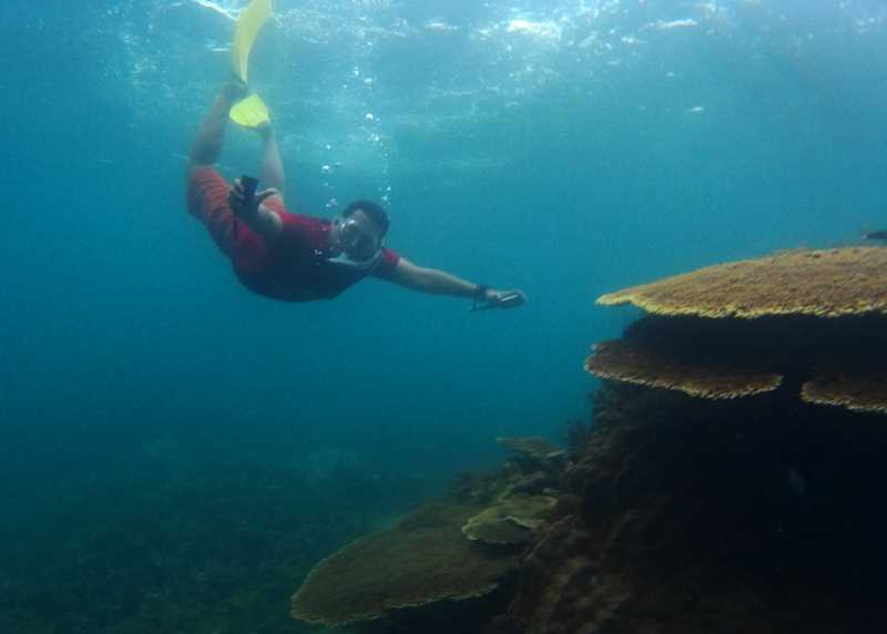 snorkeling gaya ikan pesut 