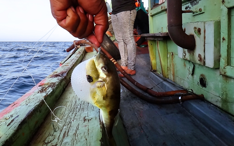 bukan sotong yang terkail tapi ikan buntal