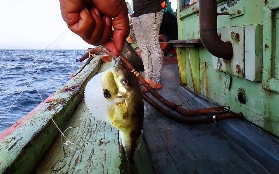 bukan sotong yang terkail tapi ikan buntal