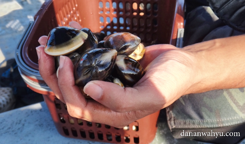 mencari segenggam kerang di sungai Setiu